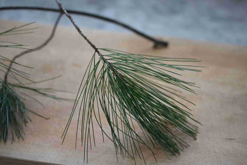 white pine needles